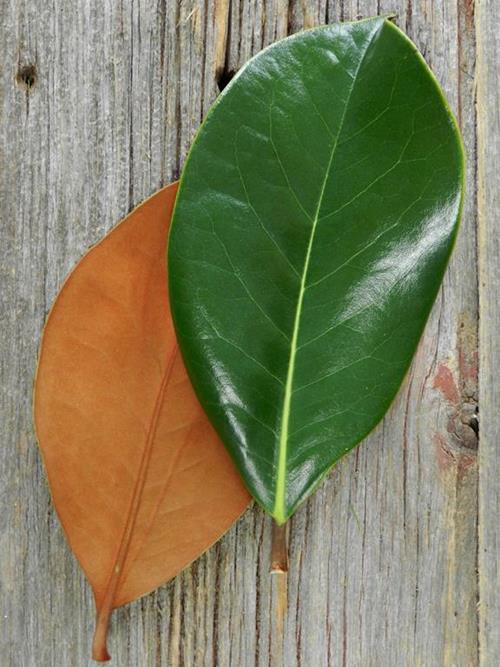 MAGNOLIA TIPS   GREENS